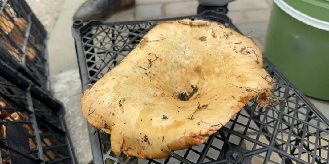 Yağmur gelince fiyatlar düştü! 3 kat ucuza alım fırsatı: Yol kenarında satılıyor, fiyatı 300 TL’den 100’e düşüyor 1